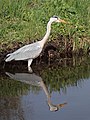 Ardea cinerea (grey heron)