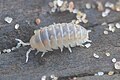 Armadillidium album