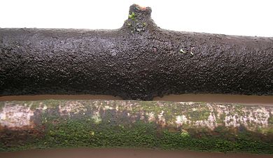 Sycamore (Acer pseudoplatanus) branches showing one with and the other without the Angels' share fungus coating