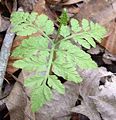 Botrychium lunarioides in north Florida.