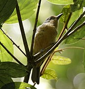 Colluricincla boweri