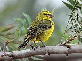 Самец Crithagra sulphuratus sharpii