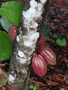 fruit du cacao