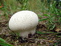 Calvatia utriformis