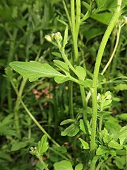 茎に毛が生える。茎の中部以上につく葉は葉柄が短く、頂小葉は倒卵状くさび形で、側小葉よりはるかに大きい。葉柄の基部に茎を抱く付属体はない。