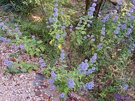 Caryopteris incana