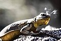 A chuckwalla sneezing salt in Anza-Borrego Desert State Park