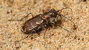 Cicindela repanda