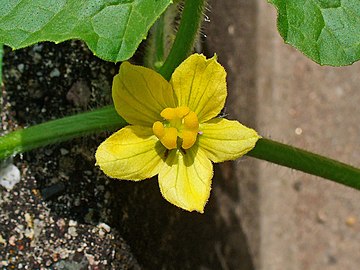 A female flower