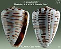 Conus pseudonivifer Monteiro, A.A. & M.J. Tenorio, 2004