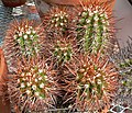 Copiapoa taltalensis