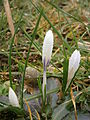 Crocus vernus subsp. albiflorus