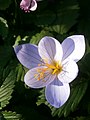 Crocus speciosus 'Artabir' close-up