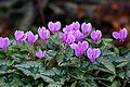 Cyclamen hederifolium var. hederifolium forma hederifolium (purple flowers)