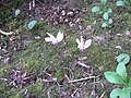 Cyclamen hederifolium flowers