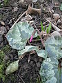 Cyclamen pseudibericum bud