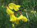 Cytisus scoparius