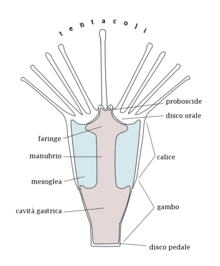 Diagramma di uno scifopolipo