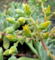 Dudleya greenei