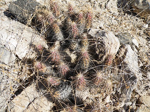 Plant growing in La Paz, Baja California Sur