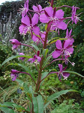 Epilobium angustifolium