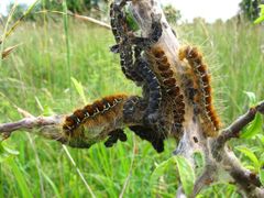 Eriogaster (Eriogaster) lanestris Chenille