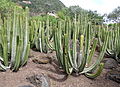 Euphorbia canariensis