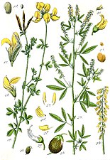 Jacob Sturm: Deutschlands Flora in Abbildungen (1796)