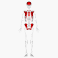 العظام المسطحة في الهيكل العظمي البشري ، موضحة باللون الأحمر.