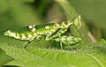 Adult female Creobroter species from West Java