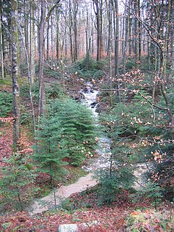 Image illustrative de l’article Forêt de Darney