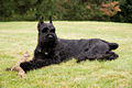 Giant Schnauzer