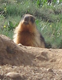 Дугорепи мрмот (Marmota caudata), Пакистан