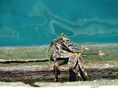 On the Baa Atoll