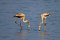 Due subadulti al lago Pulicat, India