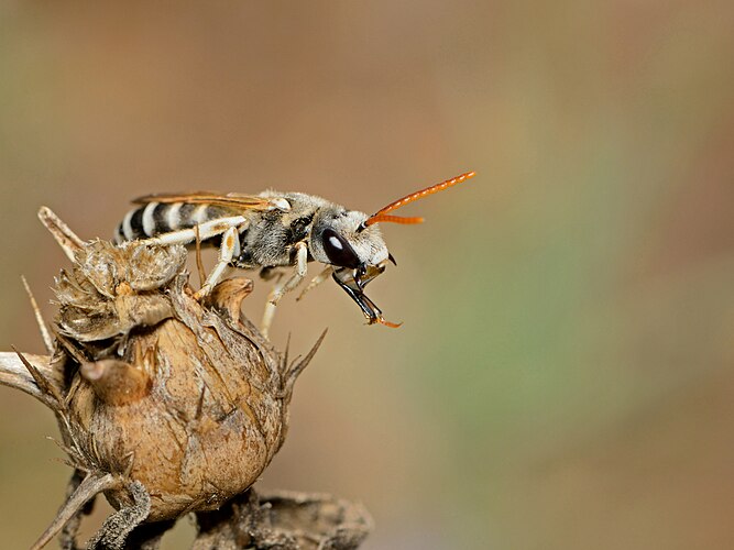 Самец пчелы Halictus tetrazonianellus. Гора Кармель, Израиль