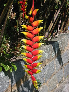 Heliconia rostrata - comum nos jardins decorativos