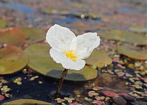 유럽자라풀(Hydrocharis morsus-ranae)