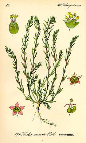 Bassia laniflora