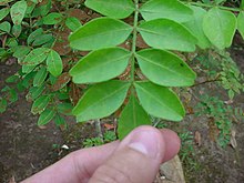 Green stem with 4 large (perhaps 2-4cm across) almond shaped green leaves splayed on each side by visible central cellulose, as well as one at the tip, which is being held with apparently left thumb and index finger of a human hand, presumably that of the photographer. In background other plants, some likely the same species are visible, though appear to have some sort of blight speckling them with brown spots. The foreground specimen is not so effected