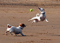 Jack Russell Terriers playing with a ball