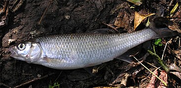 Common dace on rocks out of water