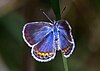 A blue butterfly with yellow, black, and white fringe sits on a stalk.