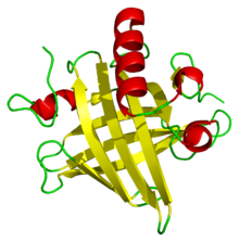 A ribbon diagram of a mouse major urinary protein, containing eight beta sheets and four alpha helices.