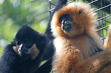 A pair of northern buffed-cheeked gibbons