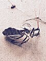 Arilus cristatus adult found in Fort Worth, Texas