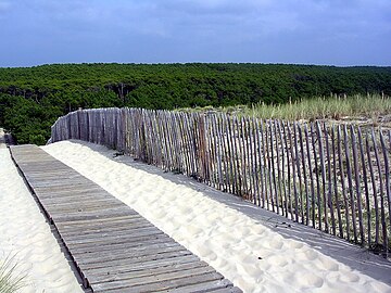 Dune et forêt rétro littorale des Landes.