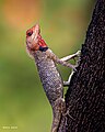 A Oriental garden lizard awaiting it's prey in the concrete city of Hyderabad.