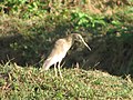 Cattle egret