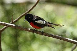 Painted redstart